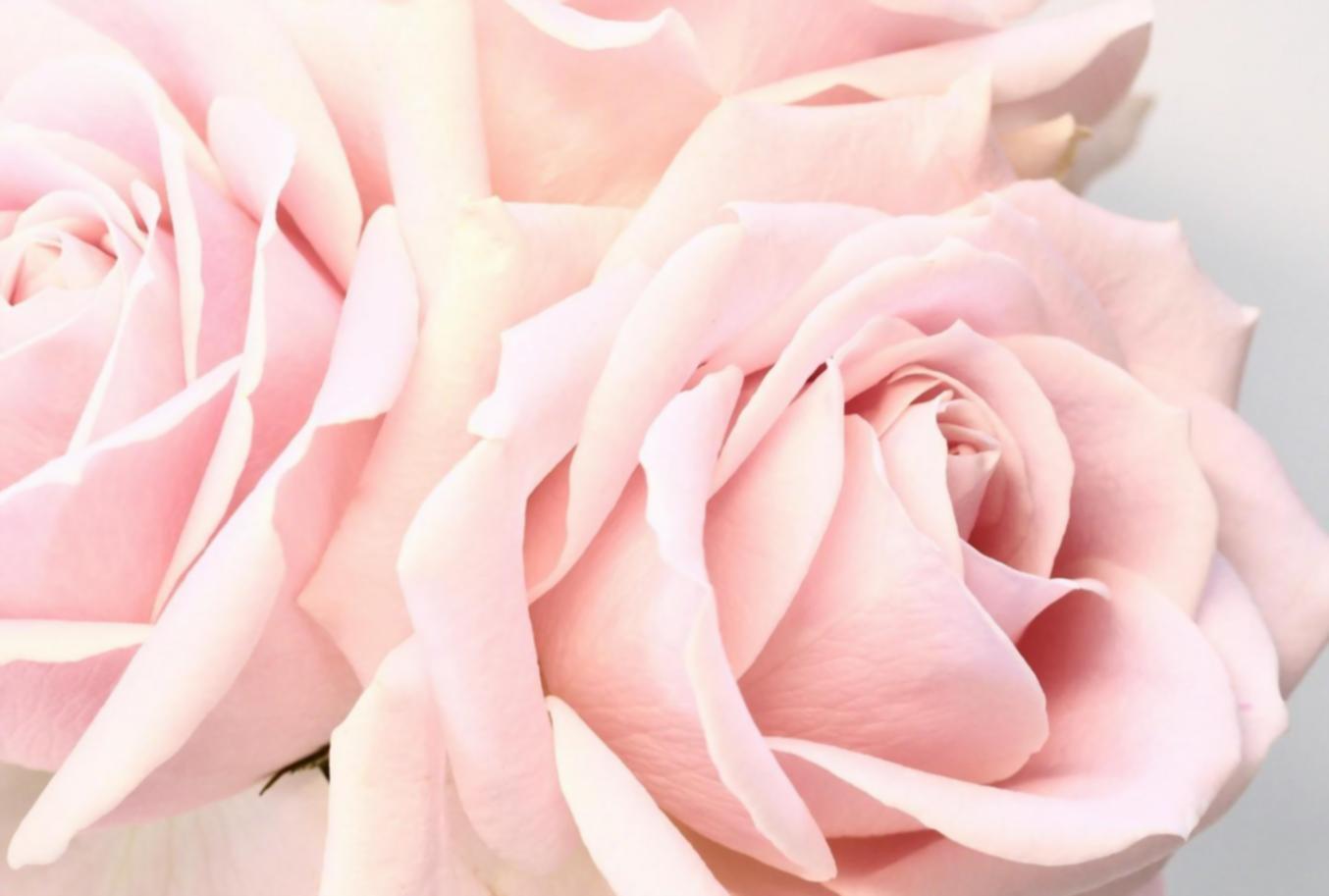 Учасник програми розвитку