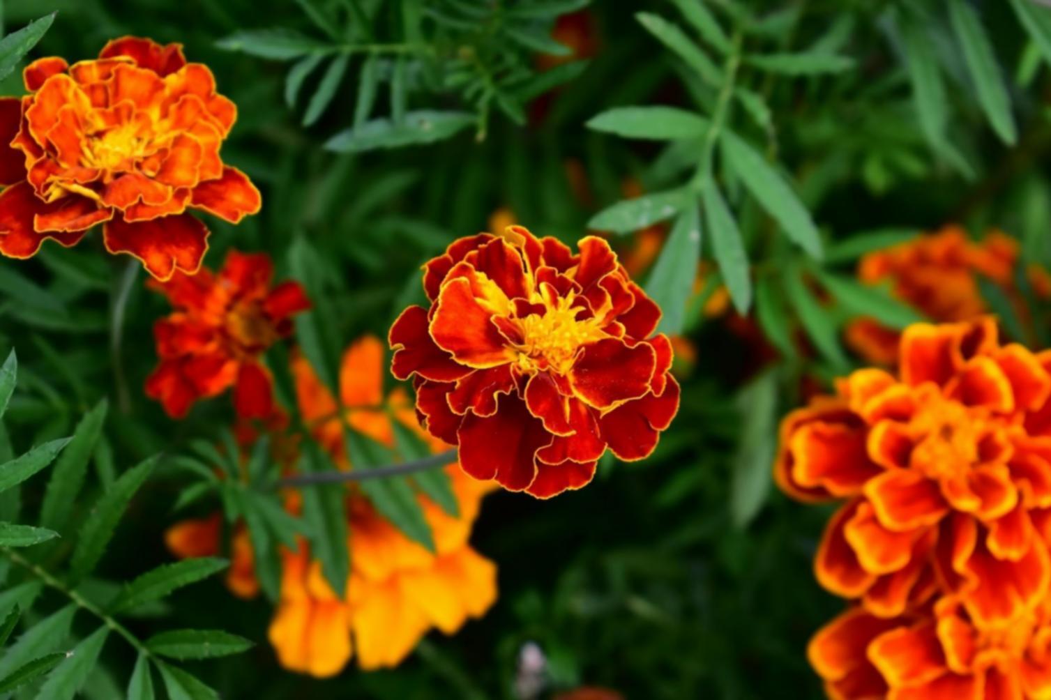 Команда Sraxolment працює над проєктами розвитку кар'єри